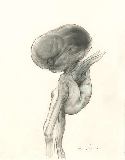CARLOS HUANTE: 'Beluga'Embryo' drawing CARLOS HUANTE: 'Beluga'Embryo' drawing